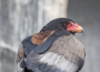 Bateleur (Terathopius ecaudatus)