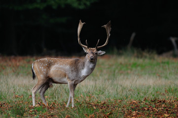 Damhirsch Schaufler, Brunft Zeit, Herbst