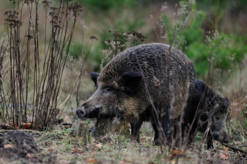 Schwarzwild, Bache kratzt sich am Baumstumpf