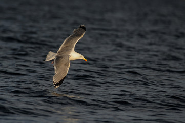 Silbermöwe fliegt über die Nordsee, Norwegen