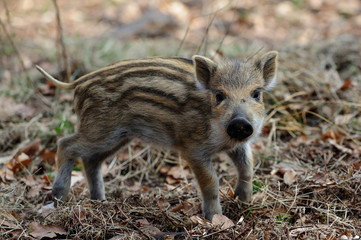 Schwarzwild, Frischling im Wald, Frühling