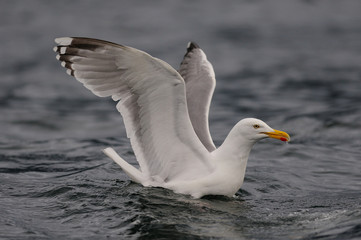 Silbermöwe schwimmt auf dem Meer, Nordsee, Norwegen