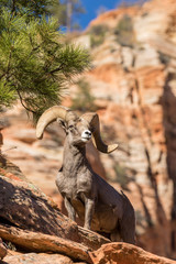 Obraz premium Desert Bighorn Sheep Ram