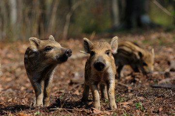 Schwarzwild, Frischlinge im Wald, Frühling