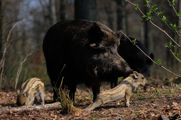 Schwarzwild, Bache mit Frischlinge, Frühling
