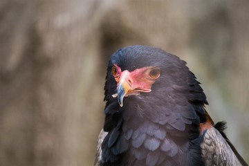 Bateleur (Terathopius ecaudatus) i