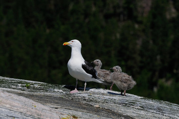 Mantelmöwe mit Küken auf Felsen, Nordsee, Norwegen