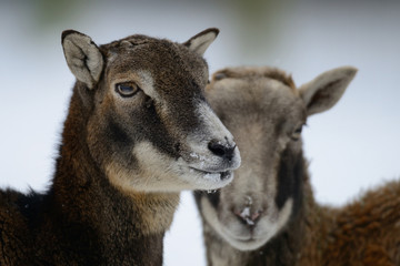 Muffelwild im Winter, Mufflon, (Ovis aries)