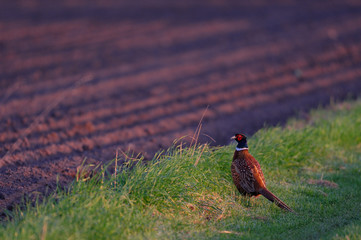 Jagdfasan, Fasanen Hahn steht am Feldrand, Frühling