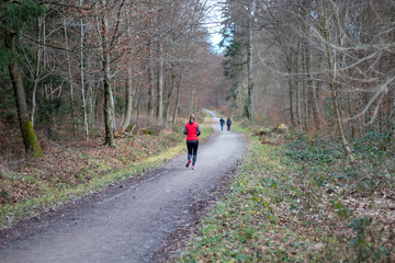 forest nature treespark