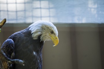 American Bald Eagle (Haliaeetus leucocephalus)