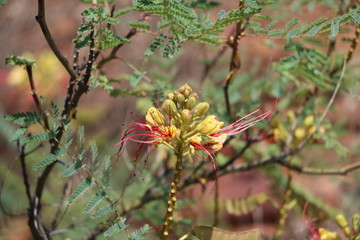 Grevillea robusta in Australia