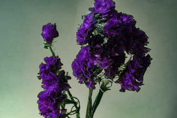 Flowers in the winter