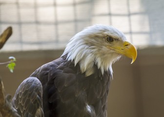 American Bald Eagle (Haliaeetus leucocephalus)