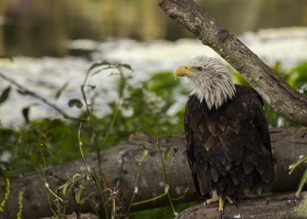 American Bald Eagle (Haliaeetus leucocephalus)