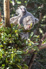 Koala Bear in Eucalyptus Tree