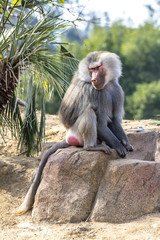 Baboon Sitting on Rock