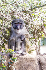 Allen Swamp Monkey on Rock