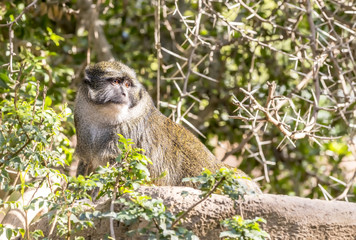 Allen Swamp Monkey on Rock