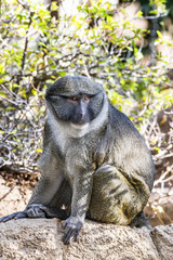 Allen Swamp Monkey on Rock.