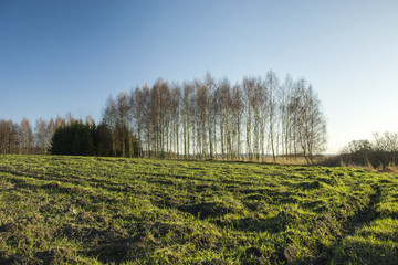 Fototapeta premium Green grass on the field and trees without leaves