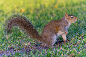 USA, Florida, Warm sunlight shining on a cute hungry brown squirrel standing on a meadow