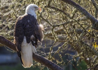 American Bald Eagle (Haliaeetus leucocephalus)