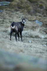 Rupicapra rupicapra. Wildlife of Italy. Autumn nature in the mountains. The beauty of Europe. Mountain views. Photo was taken in Italy. Gran Paradiso.Photo was taken in Italy. Gran Paradiso. 