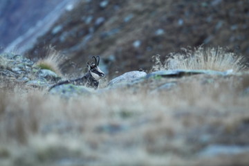 Rupicapra rupicapra. Wildlife of Italy. Autumn nature in the mountains. The beauty of Europe. Mountain views. Photo was taken in Italy. Gran Paradiso.Photo was taken in Italy. Gran Paradiso. 