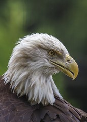 American Bald Eagle (Haliaeetus leucocephalus)