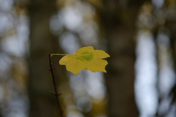 feuille d'automne