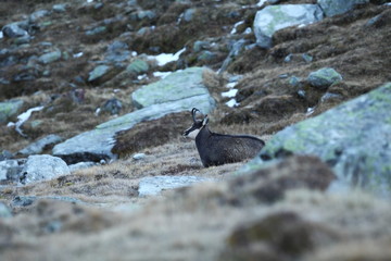 Rupicapra rupicapra. Wildlife of Italy. Autumn nature in the mountains. The beauty of Europe. Mountain views. Photo was taken in Italy. Gran Paradiso.Photo was taken in Italy. Gran Paradiso. 