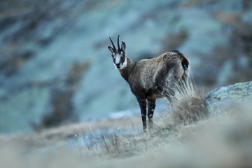 Rupicapra rupicapra. Wildlife of Italy. Autumn nature in the mountains. The beauty of Europe. Mountain views. Photo was taken in Italy. Gran Paradiso.Photo was taken in Italy. Gran Paradiso. 