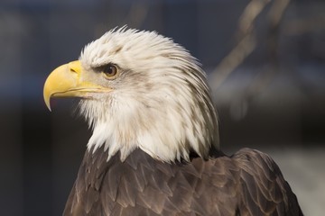 American Bald Eagle (Haliaeetus leucocephalus)