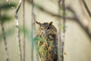 Eurasian Eagle-Owl (Bubo bubo)