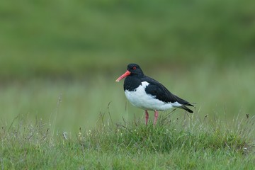 Eurasian oystercatcher, Haematopus ostralegus, birds of Iceland. Black and white bird with long straight red beak standing in green grass with blurred background. Summer on Iceland.