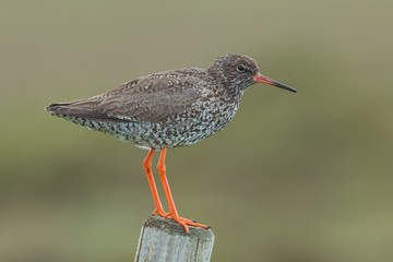 Common redshank, Tringa totanus, with blurred background. Wader bird breeding in grassland of marshes and wetlands. Animal of Iceland.