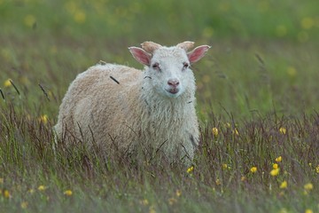 Obraz premium Sheep in Iceland on a medow with yellow flowers. Icelandic domestic lamb in summer on blooming hayfield.