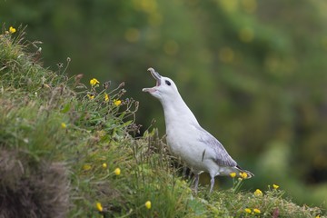 Fulmar, Fulmarus glacialis, sat on grassy slope on a cliff edge. Icelandic wild white angry bird with open beak. Natural environment with yellow flowers.