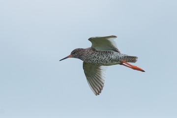 Common redshank, Tringa totanus, in flight. Wader bird breeding in grassland of marshes and wetlands flying with sky as background. Animal of Iceland.