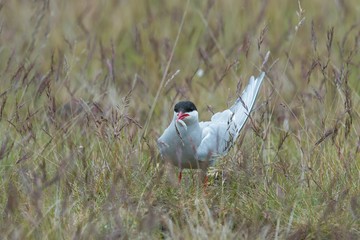 Arctic Tern, Sterna paradisaea, standing near her nest protecting her egg from predators. Wild bird of Iceland in summer with fish in a beak. Grassy natural environment.
