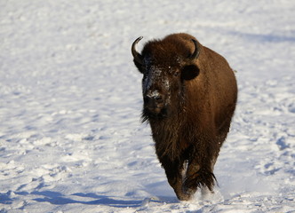 not afraid of anything, huge buffalo walking through the snow