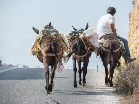 Man And Three Donkeys