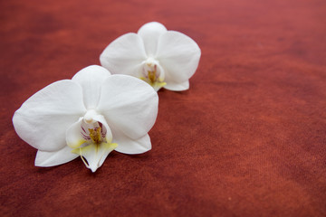 Fototapeta na wymiar Orchidée sur plan de table
