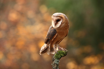 Tyto alba. Autumn nature. Wild nature of Czech. Owl in autumn nature. Beautiful Autumn in Czech. Wild nature. Barn Owl, photographed in the Czech Republic. A medium-sized species of owls. Found in Eur