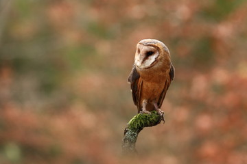 Tyto alba. Autumn nature. Wild nature of Czech. Owl in autumn nature. Beautiful Autumn in Czech. Wild nature. Barn Owl, photographed in the Czech Republic. A medium-sized species of owls. Found in Eur