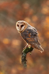 Tyto alba. Autumn nature. Wild nature of Czech. Owl in autumn nature. Beautiful Autumn in Czech. Wild nature. Barn Owl, photographed in the Czech Republic. A medium-sized species of owls. Found in Eur