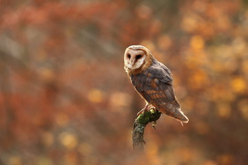 Tyto alba. Autumn nature. Wild nature of Czech. Owl in autumn nature. Beautiful Autumn in Czech. Wild nature. Barn Owl, photographed in the Czech Republic. A medium-sized species of owls. Found in Eur