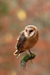 Tyto alba. Autumn nature. Wild nature of Czech. Owl in autumn nature. Beautiful Autumn in Czech. Wild nature. Barn Owl, photographed in the Czech Republic. A medium-sized species of owls. Found in Eur