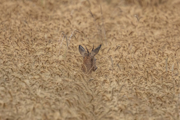 junger hirsch im kornfeld